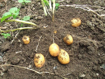 インカのめざめを掘り起こす