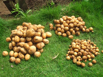 1kgの種芋から10倍の収穫