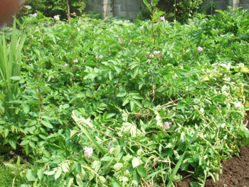 アンデスレッドの花