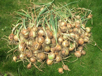 収穫した玉葱