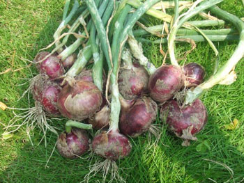 苗作りに失敗した紫玉葱