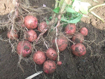 収穫したアンデスレッド