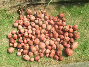 1Kgの種芋から取れた量