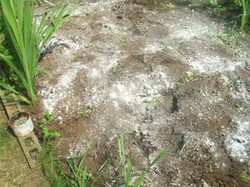 石灰・鶏糞を蒔く