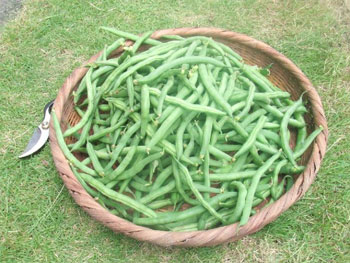 収穫したインゲン