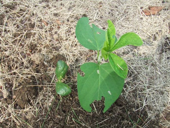 食害された枝豆