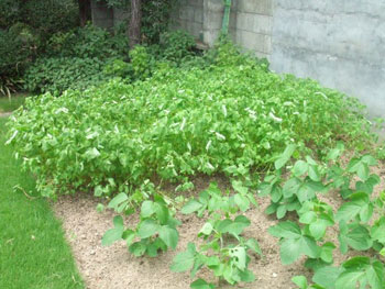 成長の早い蕎麦菜