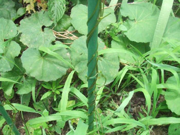 食害された山芋の葉