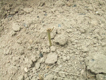 食害された枝豆の畝