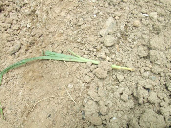 食害されたトウモロコシ
