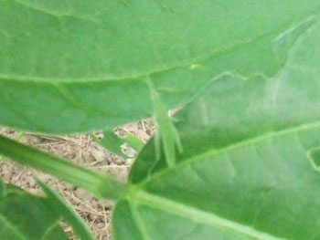 ショウリョウバッタの幼生