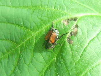 甲虫マメコガネ