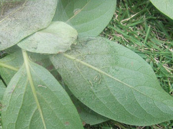 柿の葉に群がったアメリカヒロヒトリ