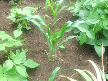 トウモロコシの苗