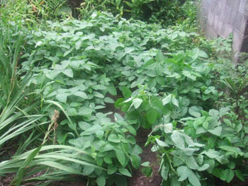 蔓化けした枝豆