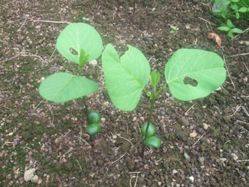 津久井在来大豆の萌芽