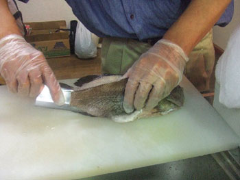 黒・赤ムツを三枚に下ろす