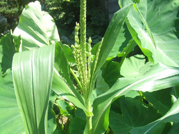 トウモロコシの雄花