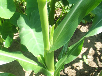 トウモロコシの雌穂