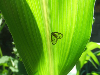 透明な羽根の虫