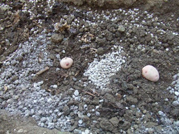 アンデスレッドの秋作り