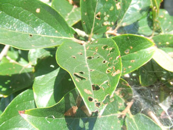 虫に食われた柿の葉