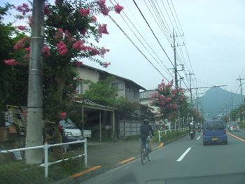 桧原街道の百日紅