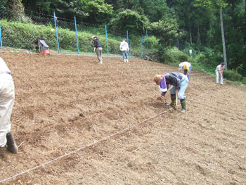 蕎麦の種を蒔く