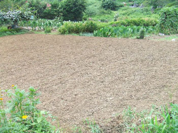 ５４坪の畑