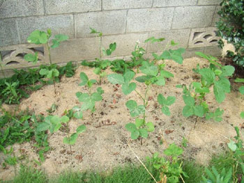 津久井在来大豆