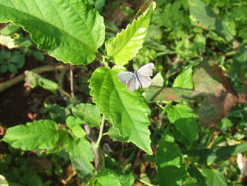 シジミチョウ