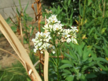 蕎麦の花