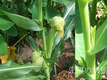 肥大しすぎたトウモロコシ