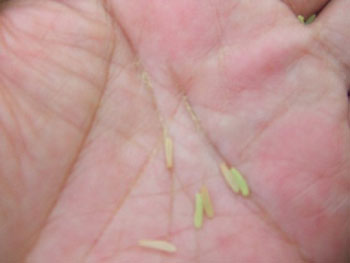 トウモロコシの髭に強制受粉