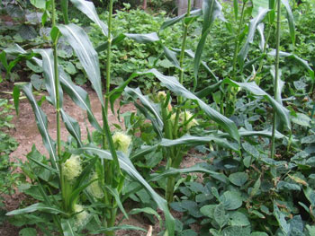 髭を生やしたトウモロコシ