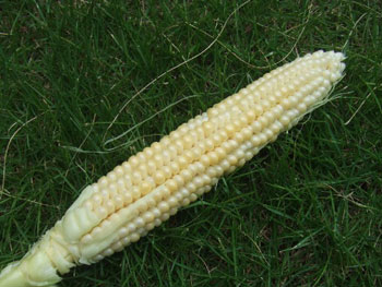 収穫の時期を誤ったトウモロコシ
