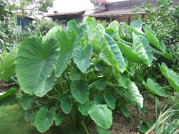 里芋の葉