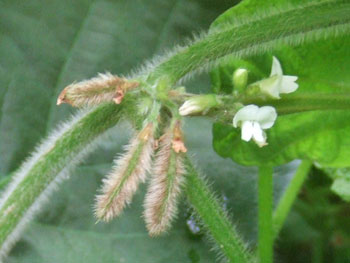 枝豆の鞘の赤ちゃん