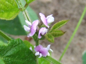 津久井在来大豆の花