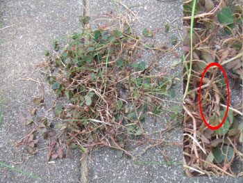 深く根を張った雑草