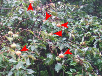 色づくもヘタ虫に