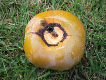 ヘタ虫はヘタから侵入