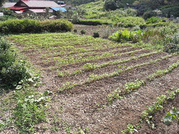 あすなろの唄に似たり