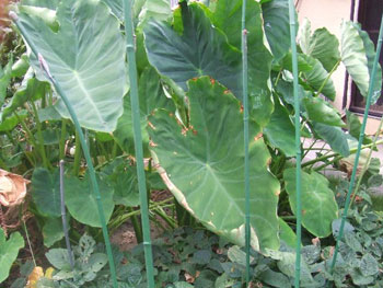 水不足が里芋に