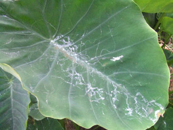 なめくじの望郷