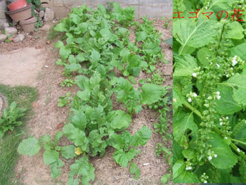 侵害された植物たち