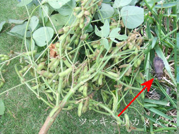 ツマキヘリカメムシ