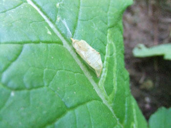 モンシロチョウの蛹