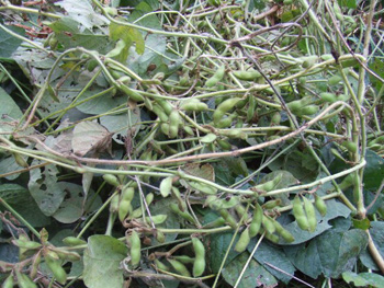 パンパンに詰まった枝豆