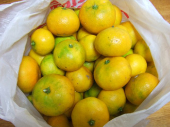 みかんもなかなか豊作です